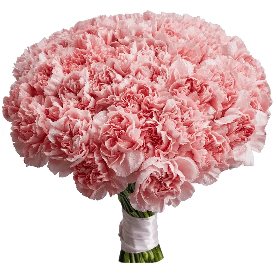 Гвоздики розовые